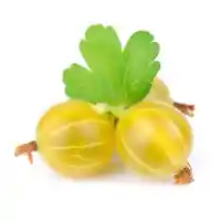 angrešt2